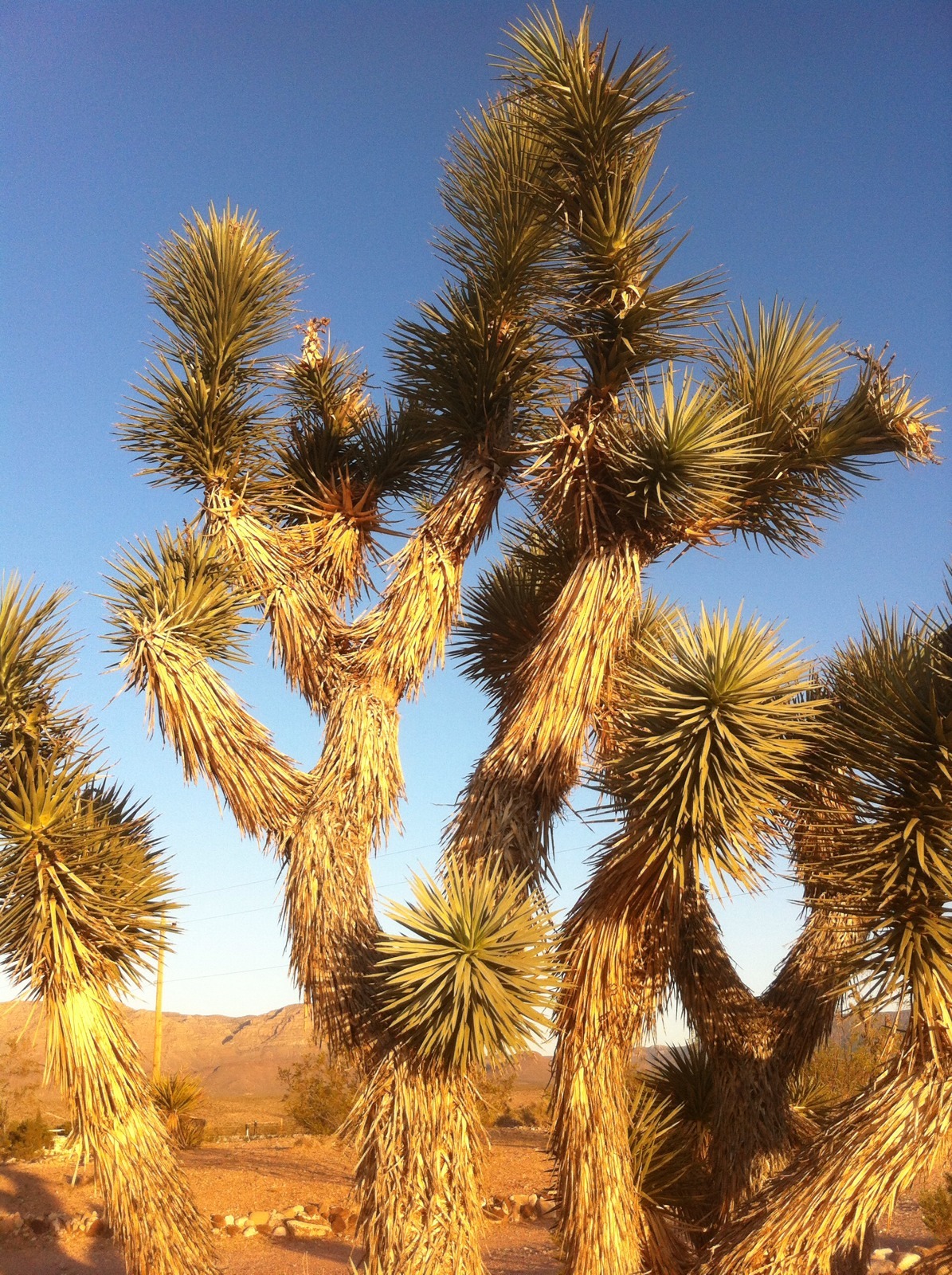 Joshua Tree Seeds ( Yucca Brevifolia ) – 1 Ounce ( approx. 350 seeds )