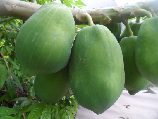 15 Papaya seeds, typical variety of Puerto Rico, Grown on my farm, Very sweet!