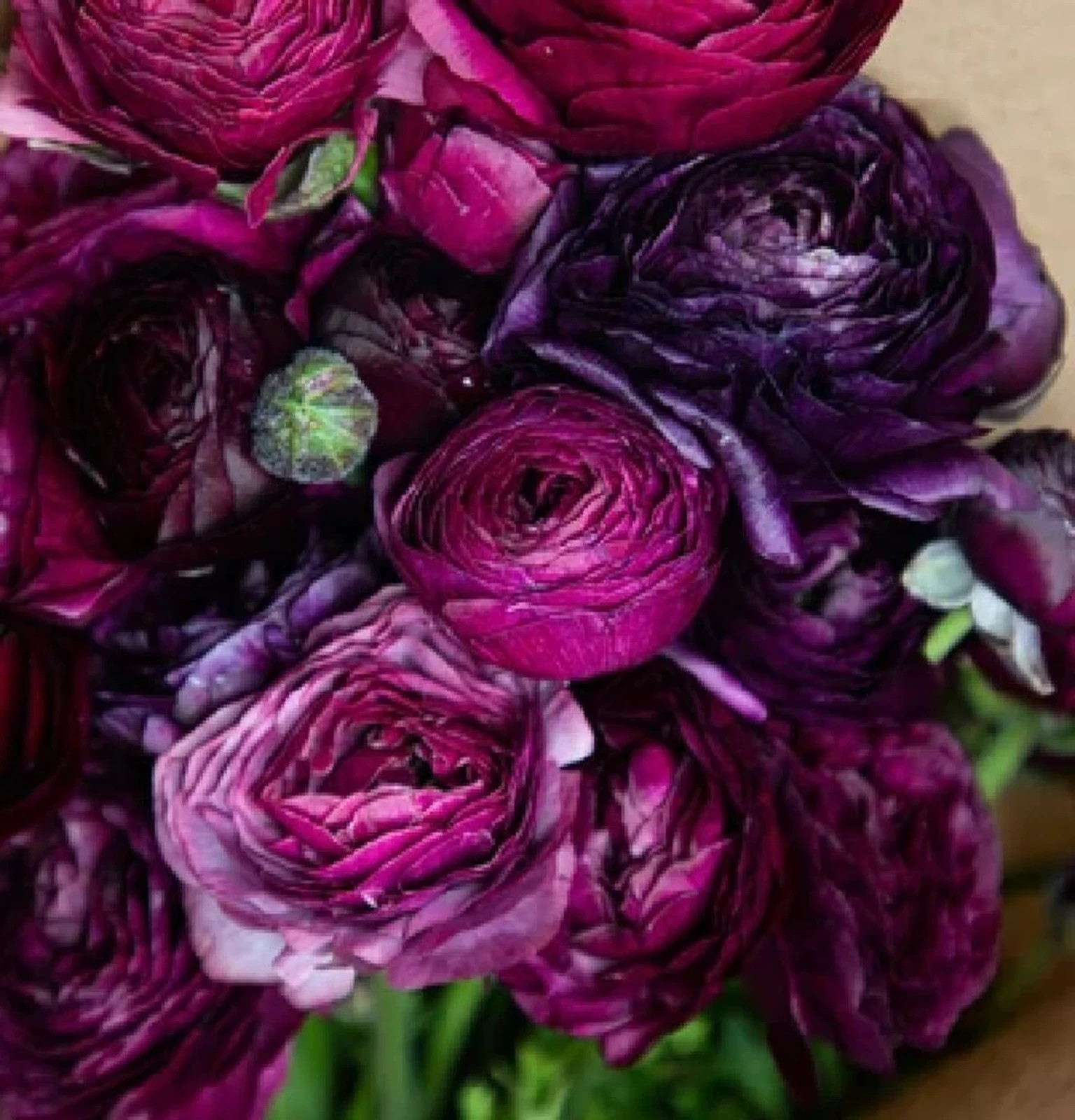 Purple Ranunculus 10 Bulbs Quality Peony Rose Wedding Flowers Bouquet Planting