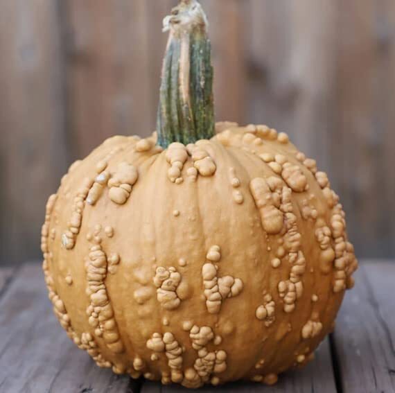 10 Grizzly Bear Pumpkin Seeds for Planting Rare Brown Warty Fruit