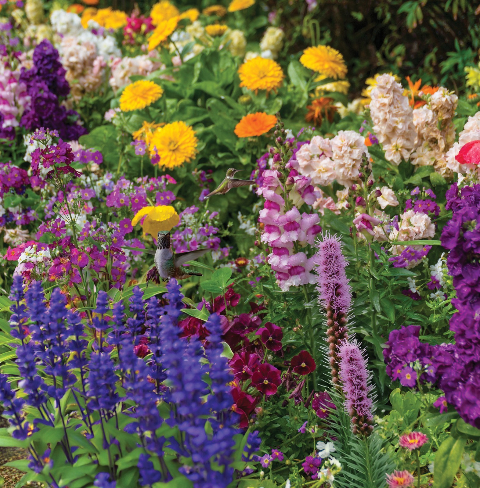 Hummingbird Haven Flower Garden Seed Mat 17×5 Hummingbird Attracting Flowers