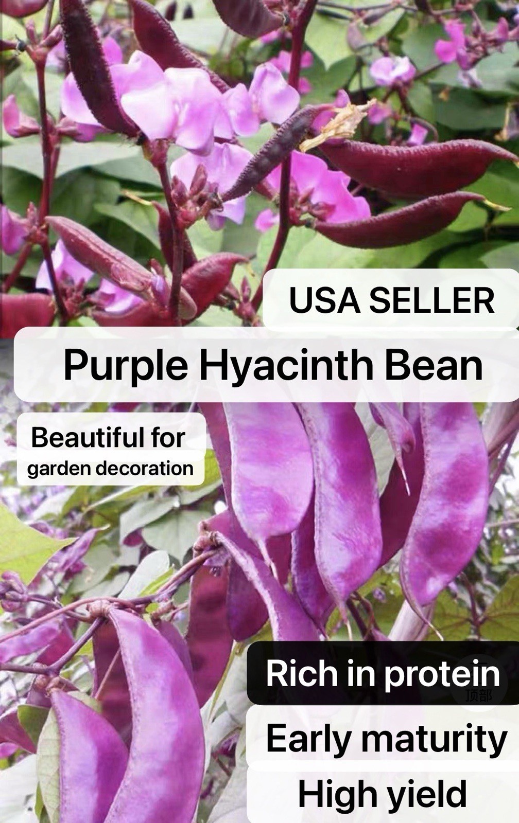 16 Purple Hyacinth Bean Flat Bean Heirloom Vine Seeds Harvested By 2025 In USA
