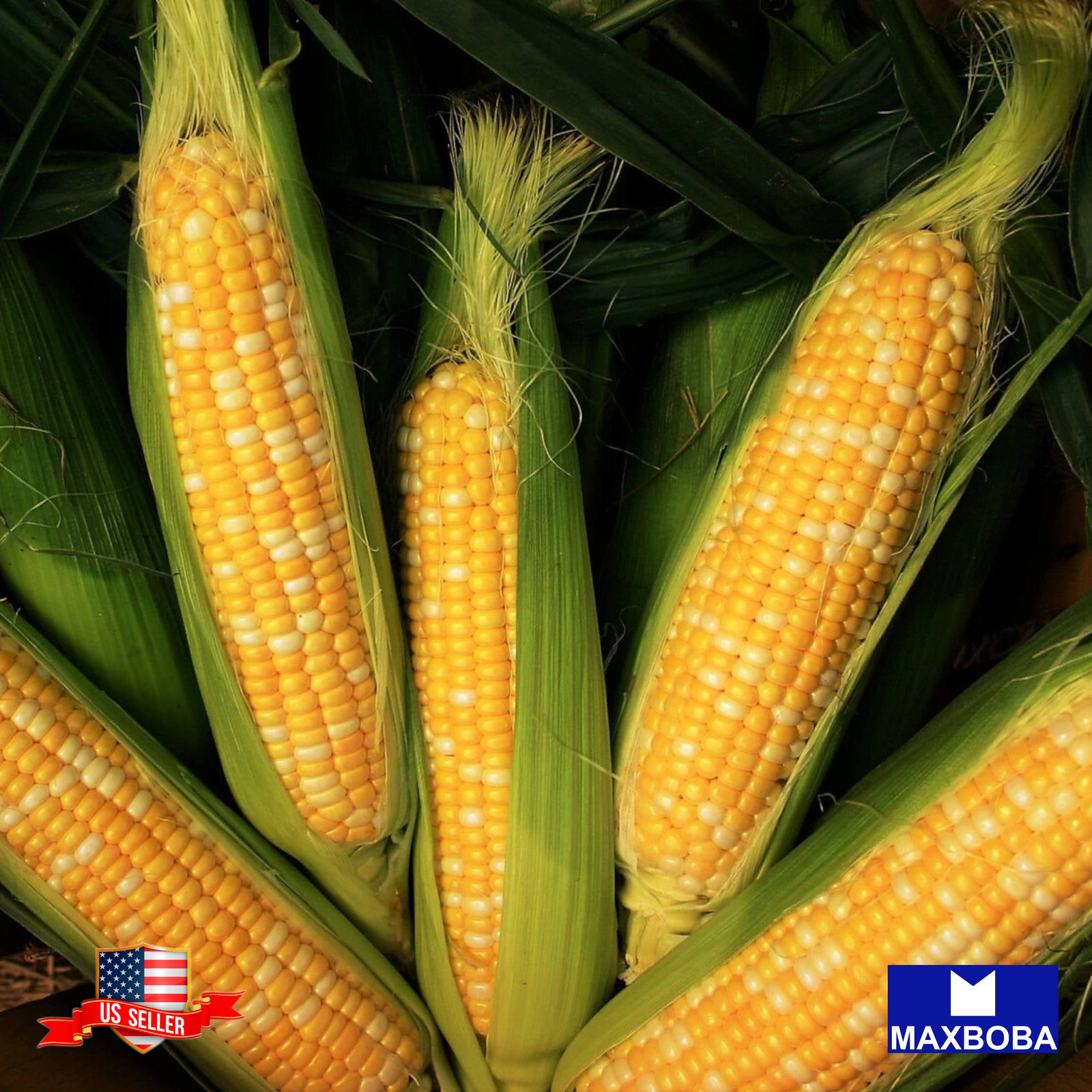 Corn Seeds (se) – Kandy Korn Hybrid Vegetable Garden Non-GMO