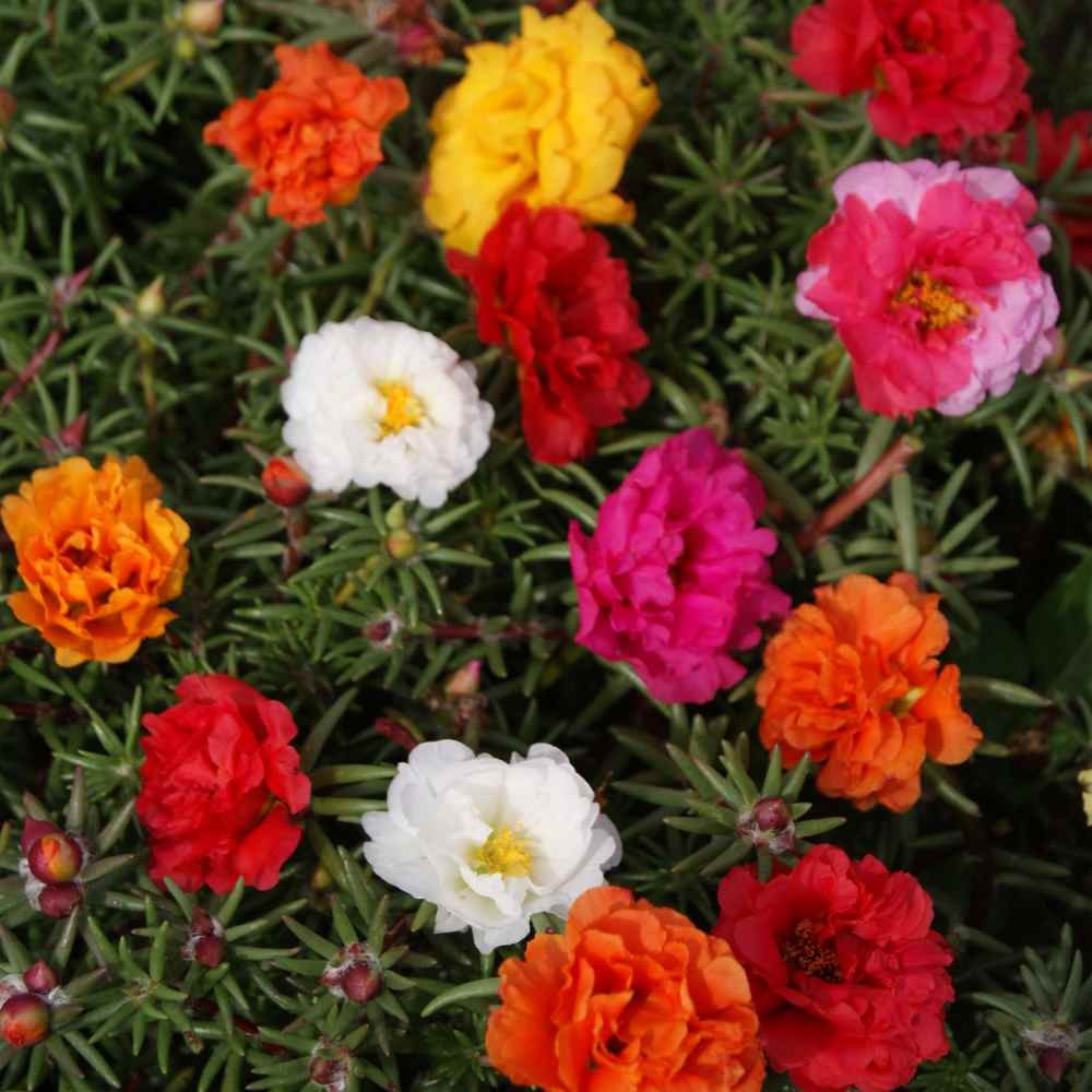 10000 Seeds Moss Rose Portulaca Seed Mix For Planting – Ground Cover Plant