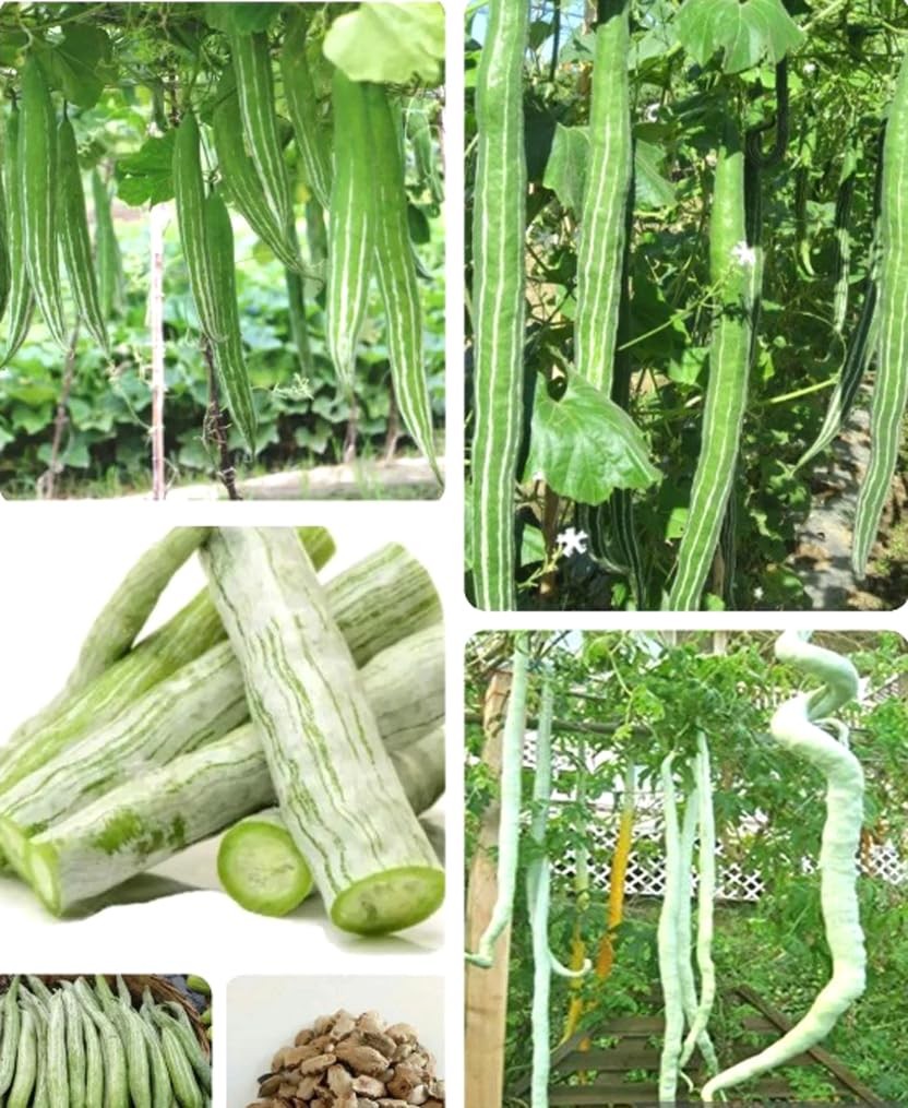 5PCS Snake Gourd Seeds Trichosanthes Cucumerina Lagenaria Sicerari Seeds Heir…