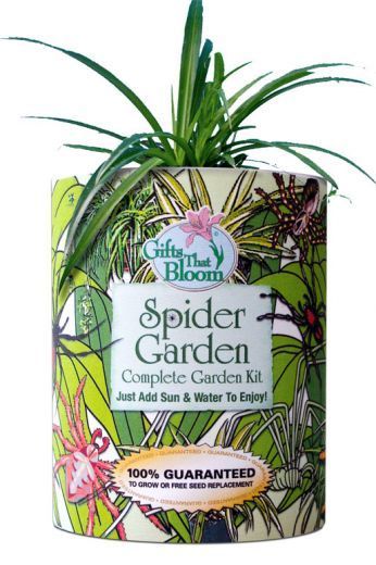 Gifts that Bloom, SPIDER INSECT Zoo New Garden Gift Can