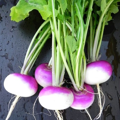 1/2LB Purple Top Turnip Deer Food Plot Seeds