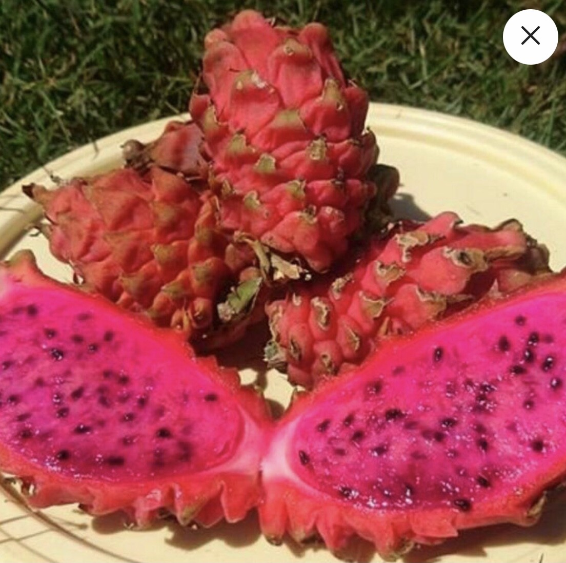 ULTRA RARE Desert King Dragon Fruit 2 feet long (1) flesh cutting