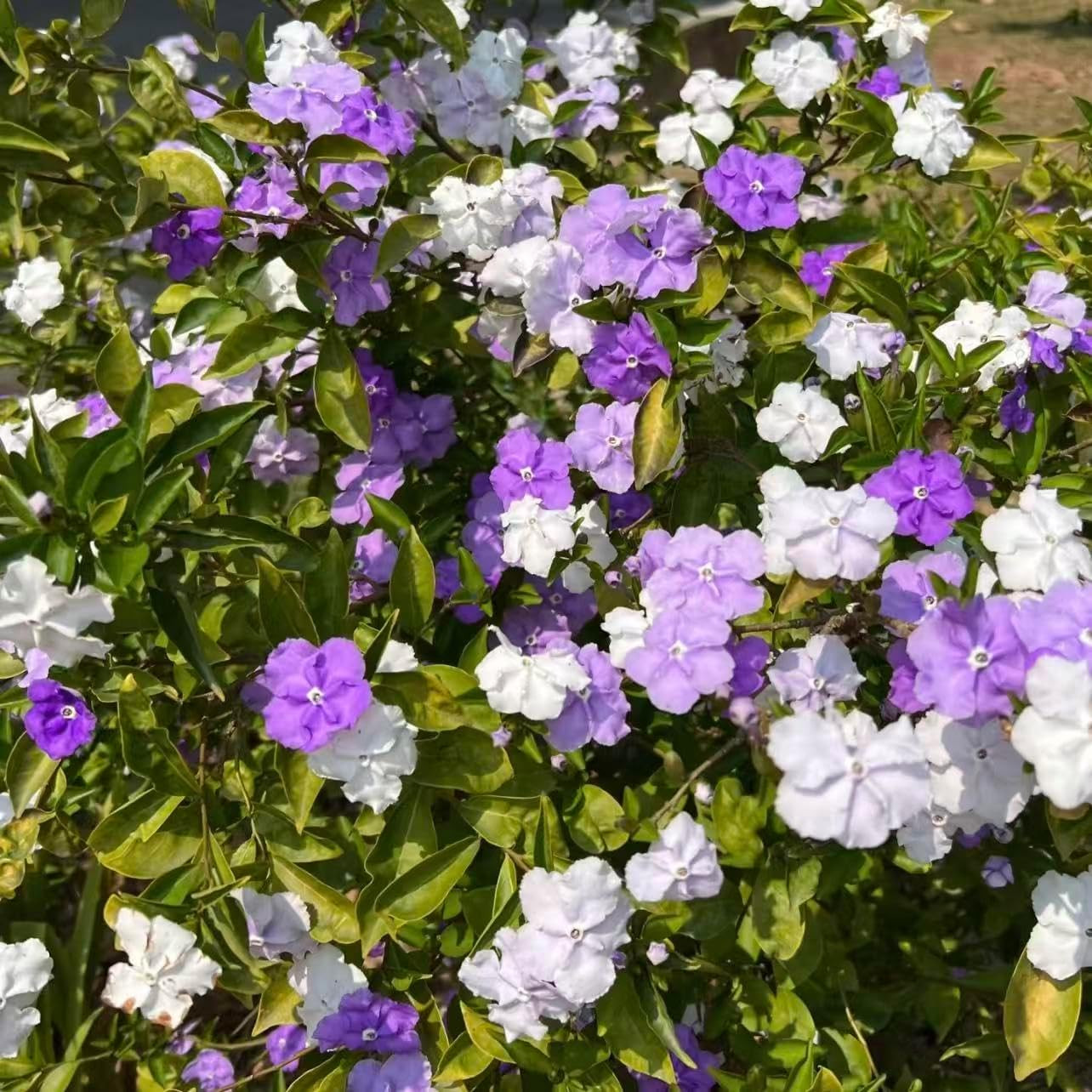 Jasmine Seeds for Fragrant Climbing Vines – 1000 or 2000 Perennial Seeds for Gro