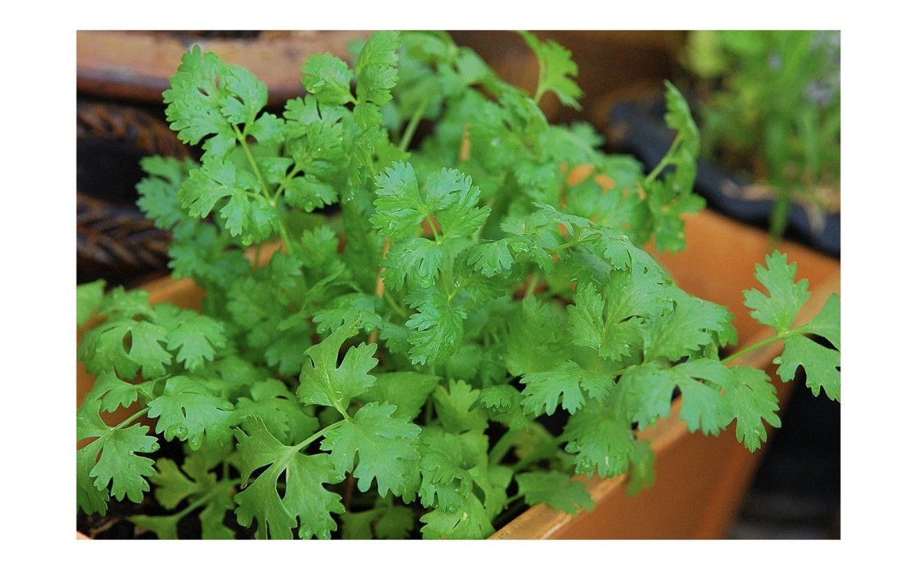 500+ CULANTRO SEEDS-NGÒ GAI-MEXICAN CORIANDER-庫蘭特羅-PUERTO RICAN-THAI 2026