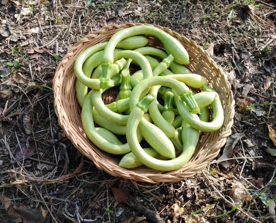 Tromboncino Squash Seeds | Italian Zuchetta Cucuzzi Snake Gourd Bottle Seed 2023