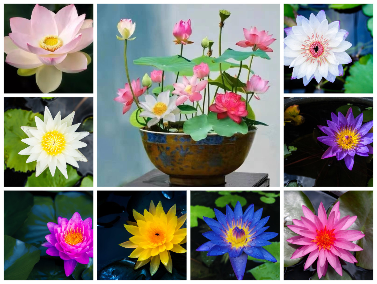 60 Pcs Mix Bonsai Bowl Lotus Seeds Water Lilys Flower Plant Lotus Seeds