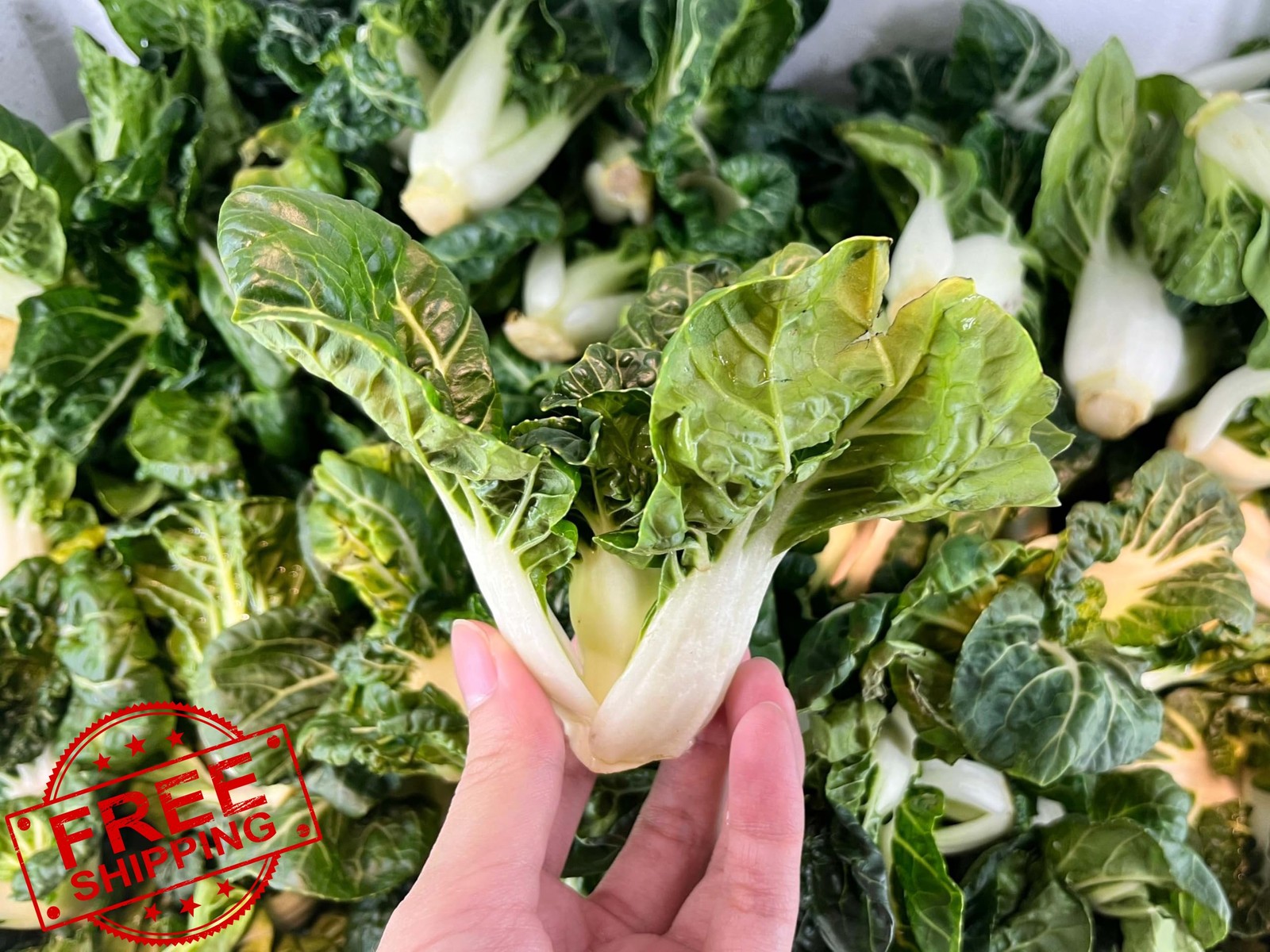 RDR Seeds Bok Choy Pak Choi Heirloom 1000 Seeds – USA Grown