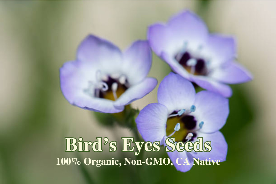 Bird’s Eyes Seeds – California Native – Gilia tricolor – Purple Wild Flowers