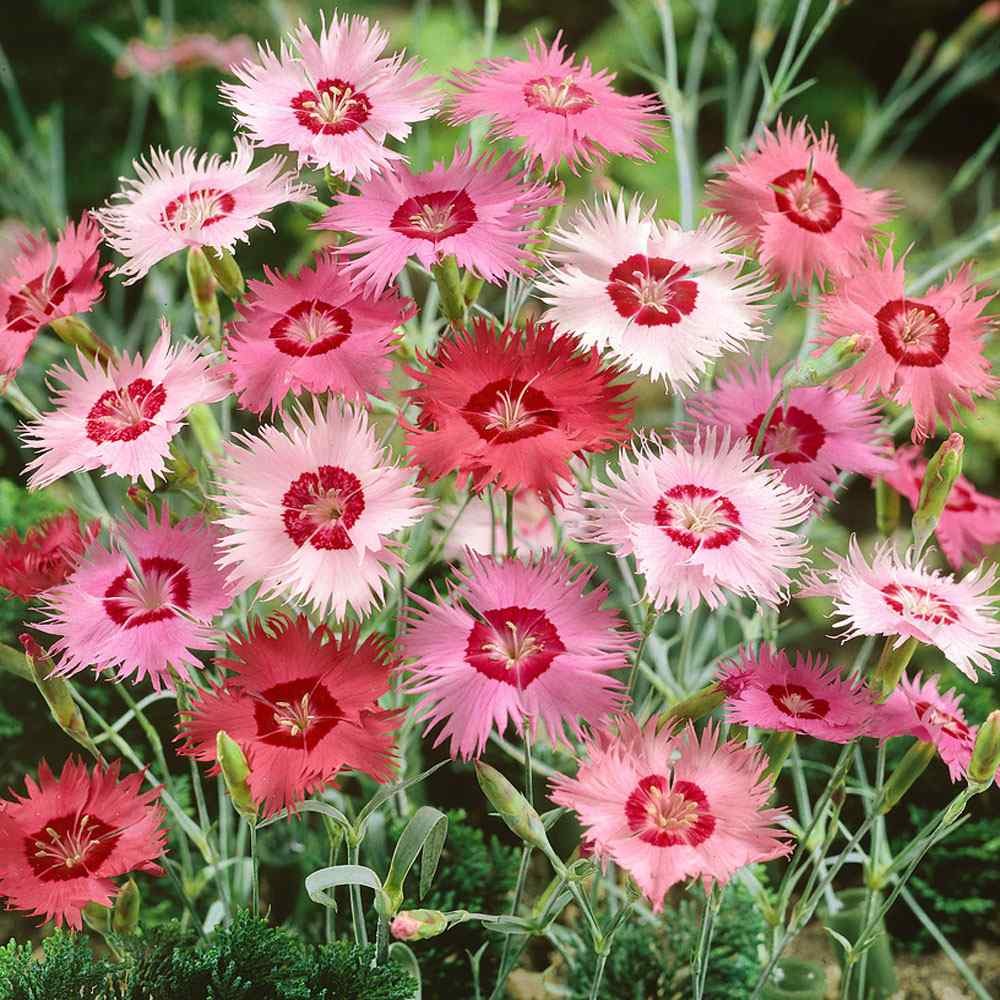 50 Seeds Dianthus Seed – Dianthus Plumarius Sweetness Ground Cover Seeds
