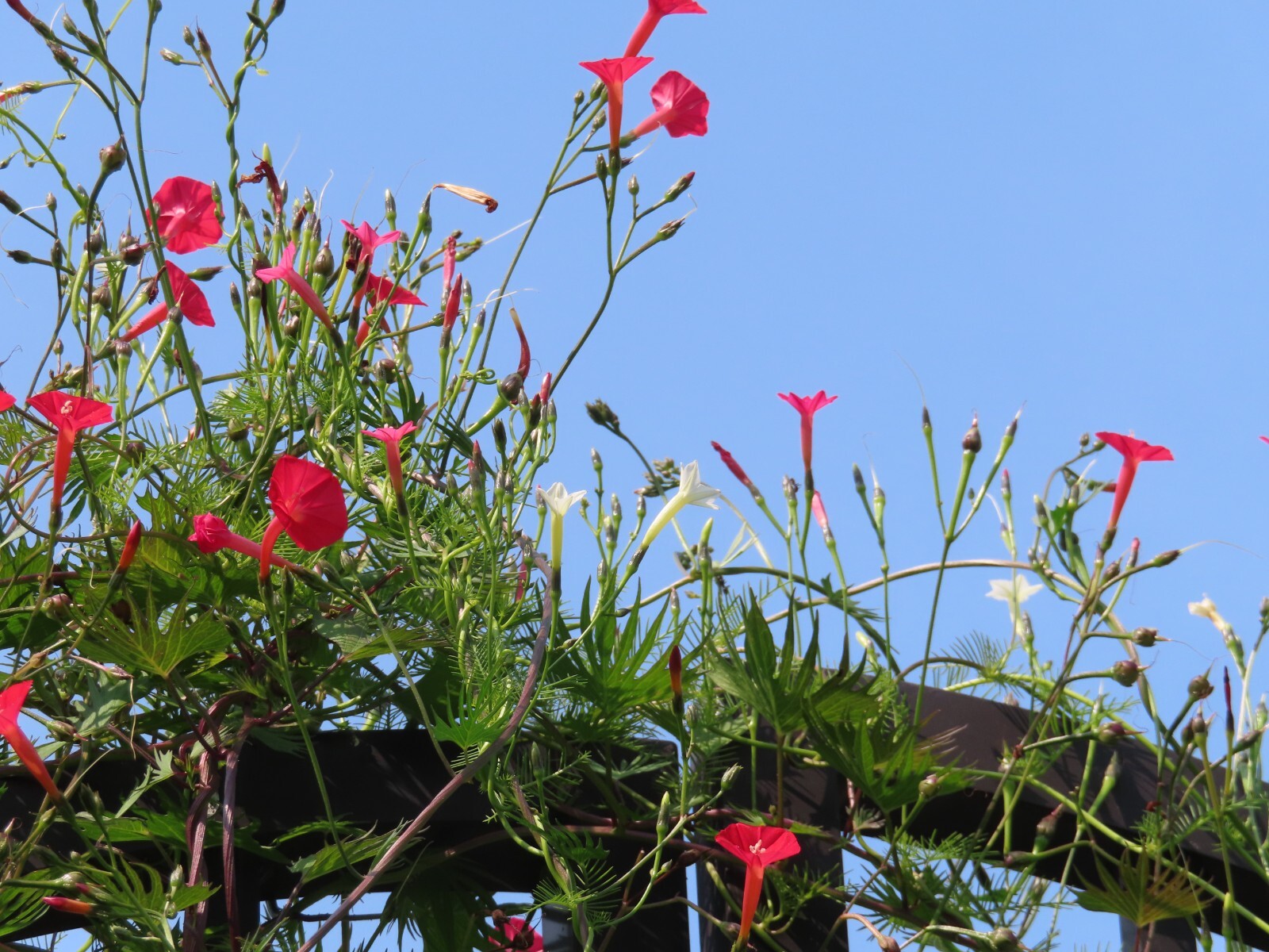 CYPRESS VINE MIX OF RED, PINK & WHITE FLOWERS – LOVED BY HUMMINGBIRDS SEEDS(15)