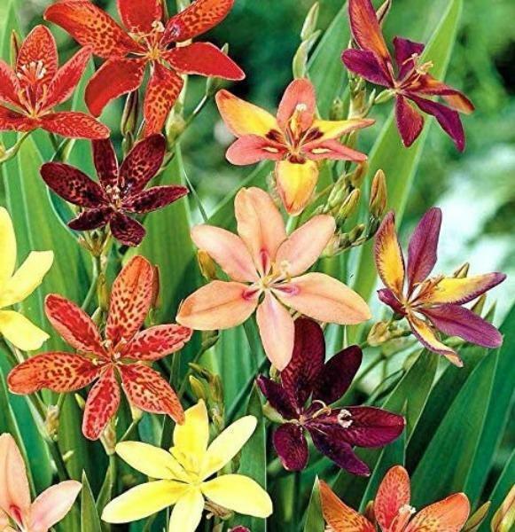 Pardancanda norrisii Dazzler | Dwarf Candy Lily | 10 Seeds