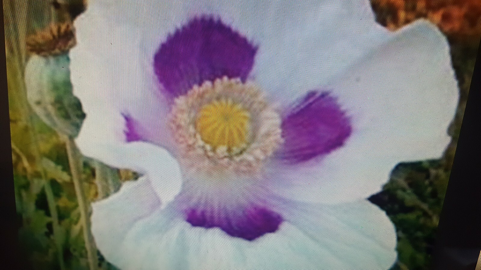1 lb Poppy seeds white/purple flower seeds
