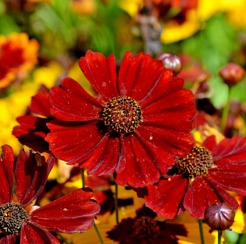 20,000 Coreopsis tinctorius Seeds “RED DWARF” Plains Coreopsis | Annual Flowers