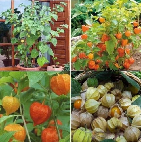GROUND CHERRY, CAPE GOOSEBERRY, CPHYSALIS PERUVIANA SEEDS, HẠT THÙ LÙ (200+ PCS)