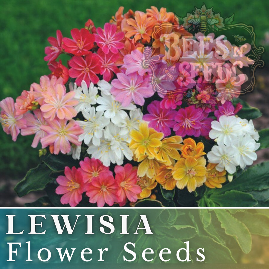 Retro Pop Mix Lewisia Seeds 35 or 100 Seeds Flower, Flower Seeds,Non GMO Garden