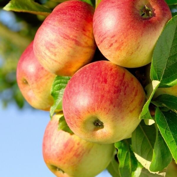 BULK WHOLESALE 200 Honeycrisp Apple Tree Seeds – FRESH SEEDS