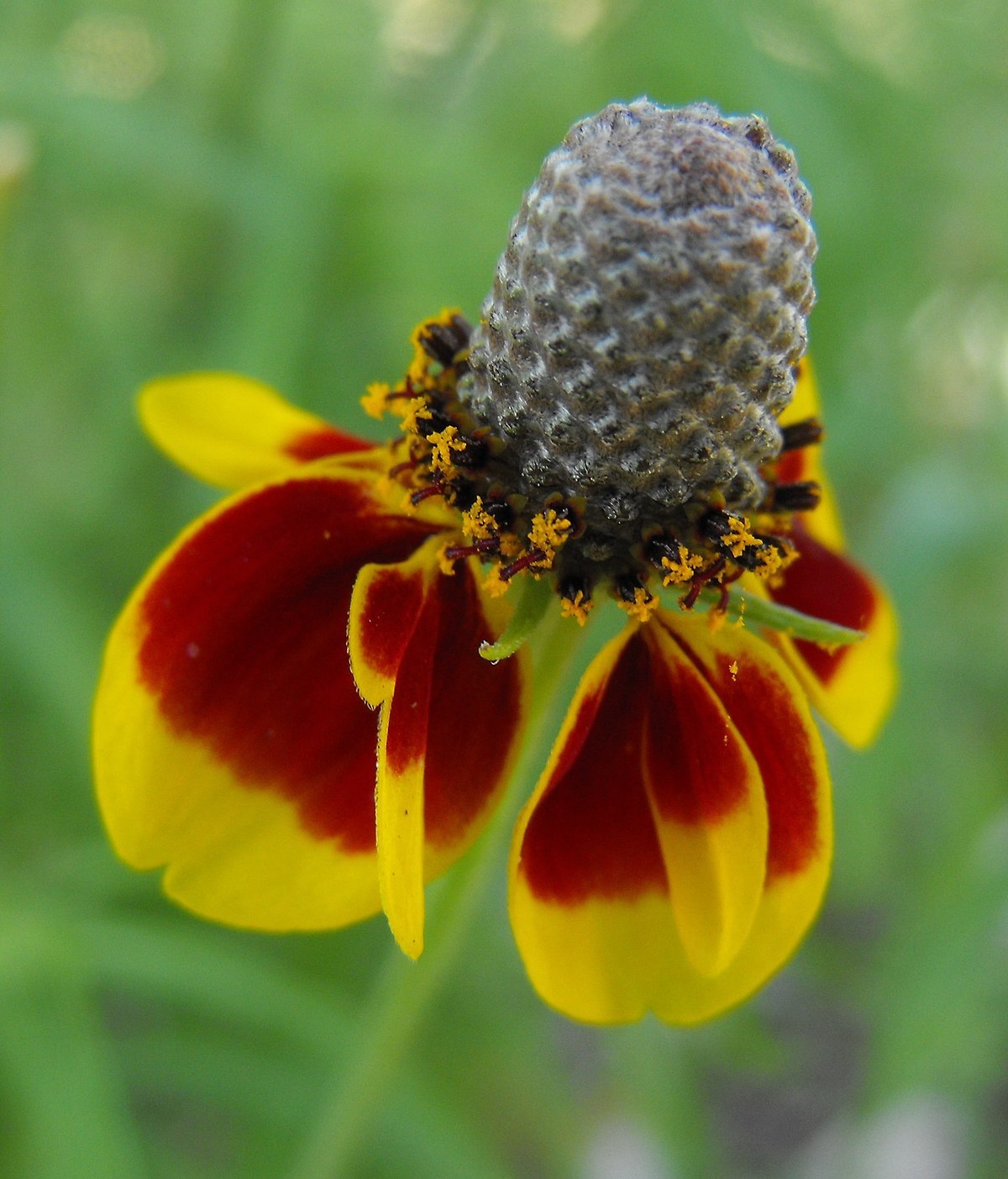Ratibida columnifera PRAIRIE CONEFLOWER Seeds!