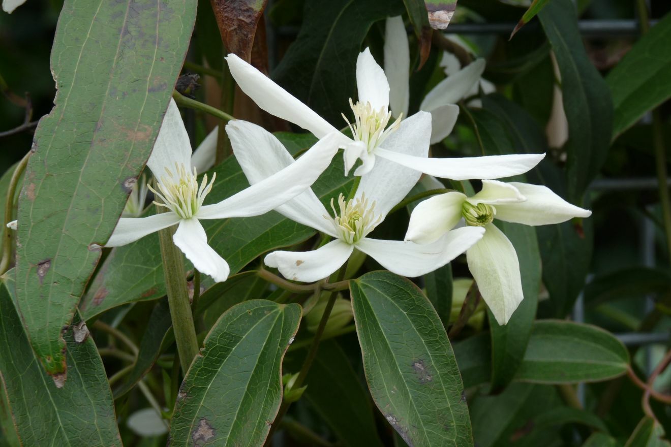 Clematis armandii EVERGREEN CLEMATIS Seeds!