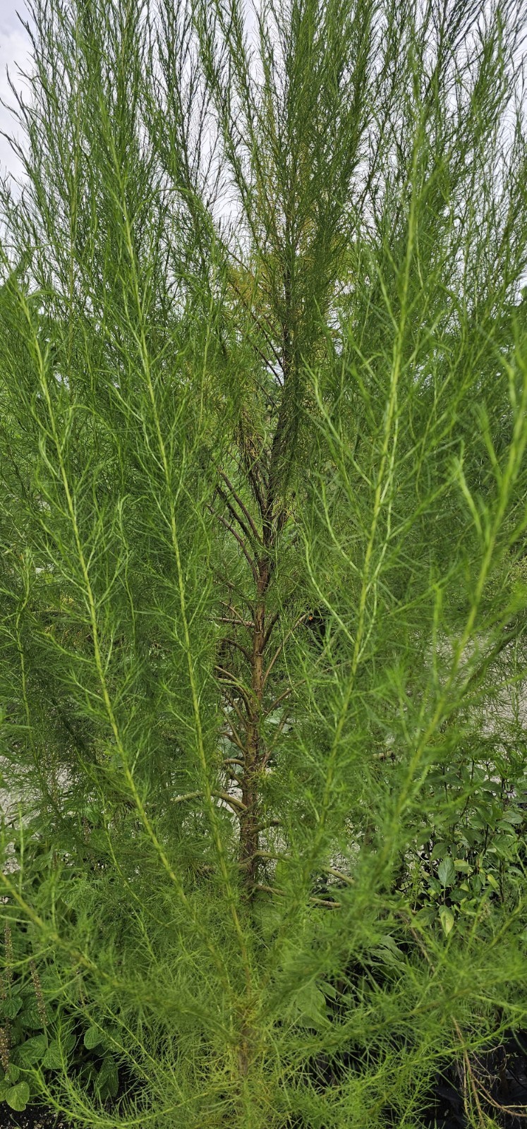 Fresh dillweed 100% organic US Grower 20 sprigs per bunch
