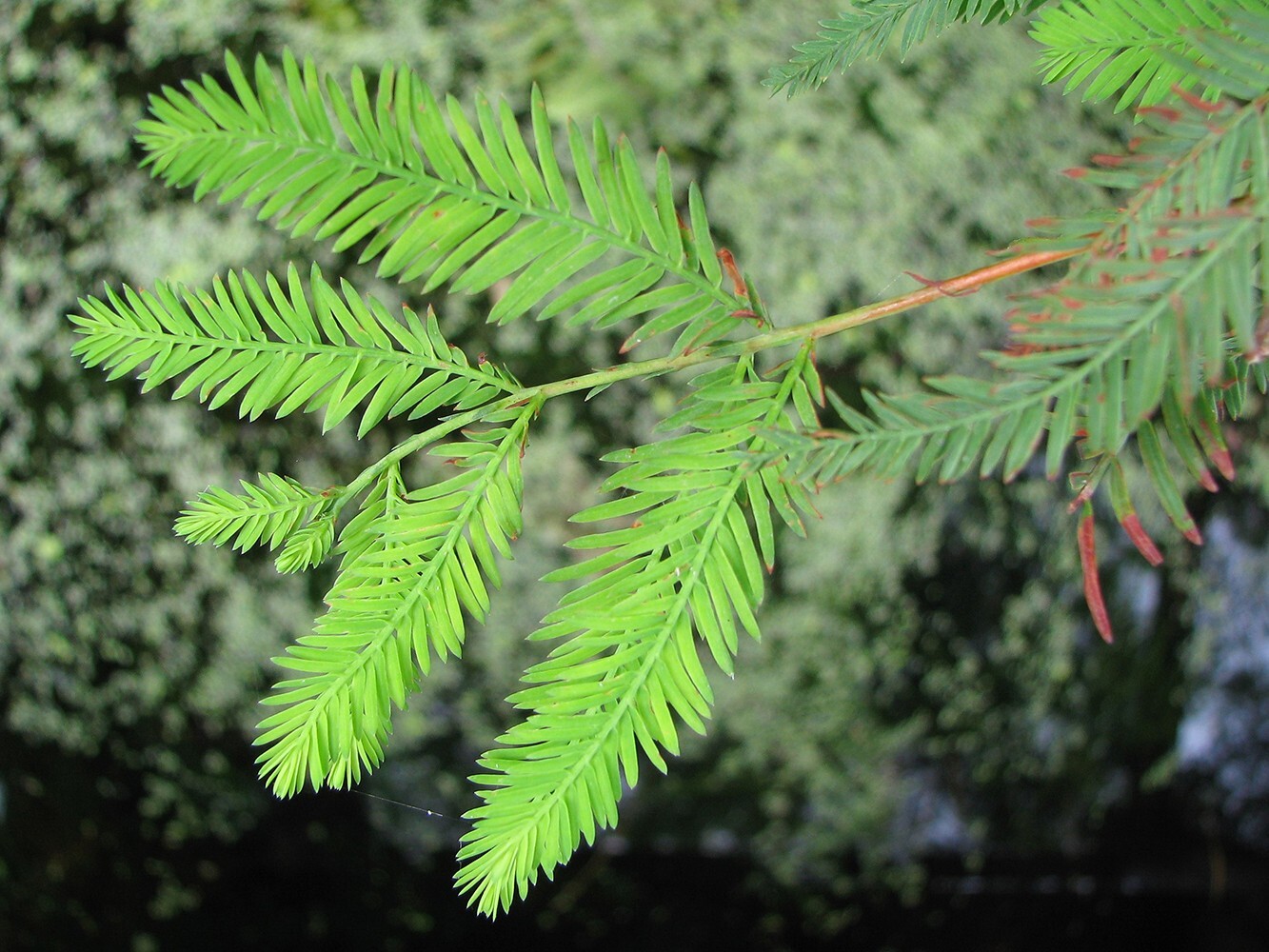 Northern Bald Cypress Tree | Premium Seeds | Taxodium distichum ‘Fall’ | Plants’
