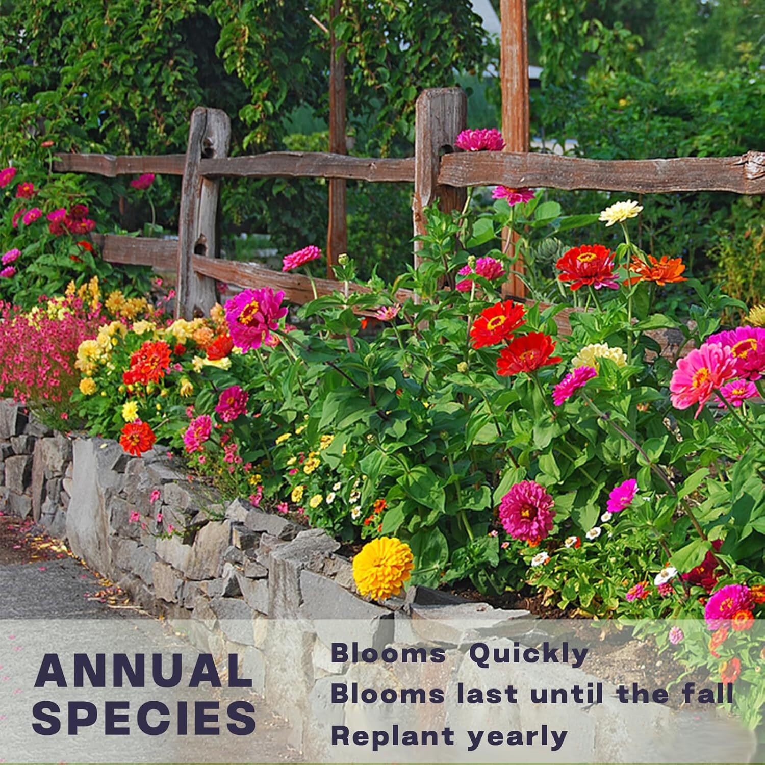 Zinnia Seeds Bulk 5,000+ – Giant Mixed Colors, Easy Grow Flowers for 2025