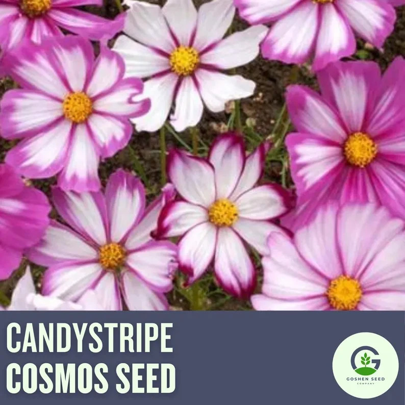 Candy Stripe Cosmos Seeds, Cosmos Bippinatus