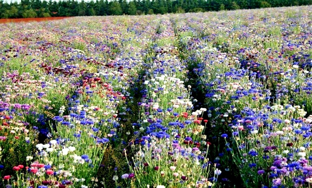 500+Dwarf BACHELOR BUTTON Polka Dot Mix Flower Seeds Cut Dried Flowers Container