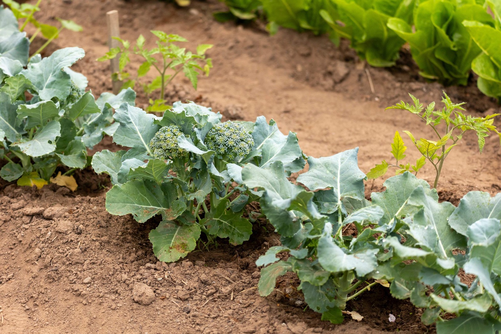 1000 Organic DE CICCO BROCCOLI Di Cicco Brassica Oleracea Vegetable Seeds