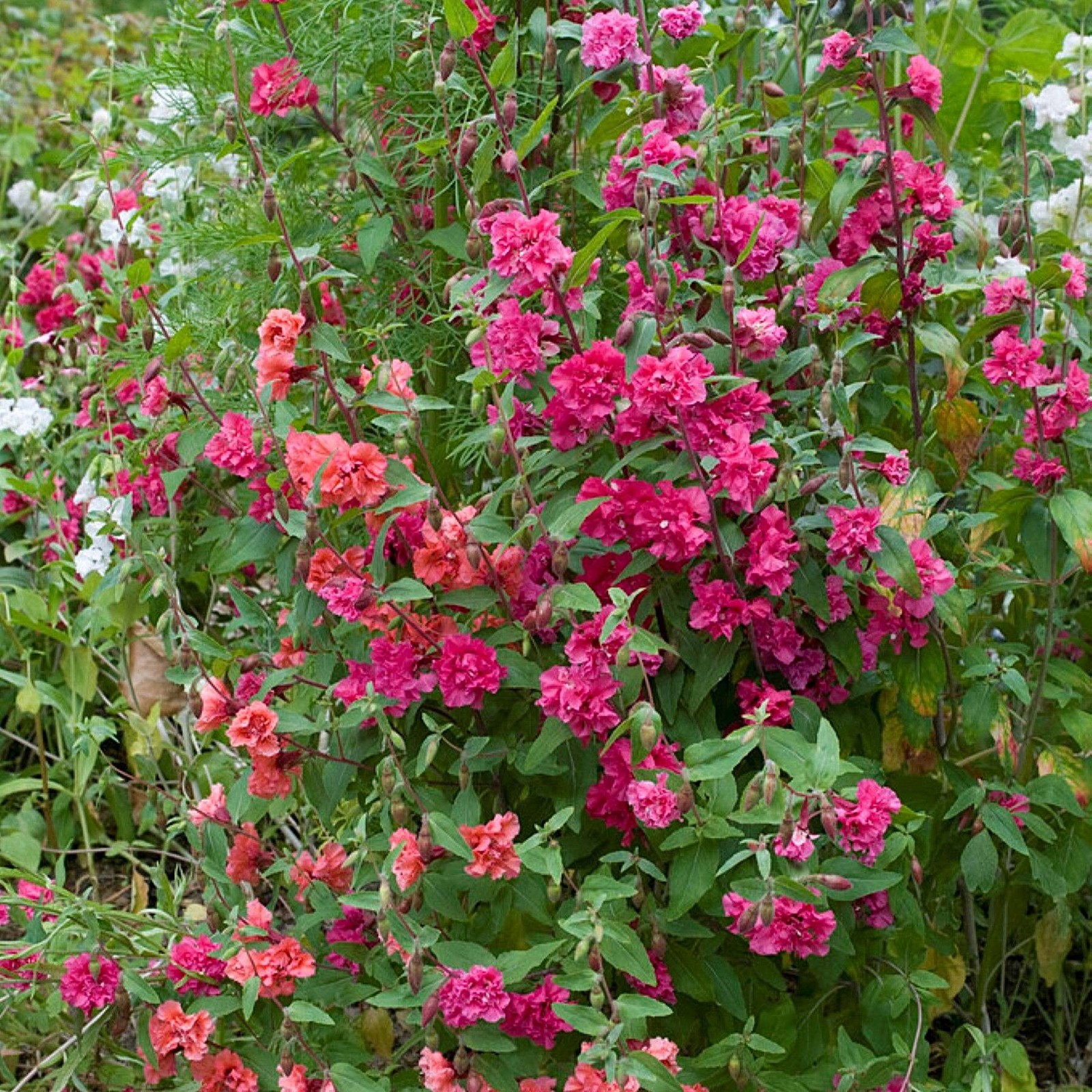 Mr. Fothergill’s Clarkia Mix Seed Oh Sow Simple, Easy to Grow