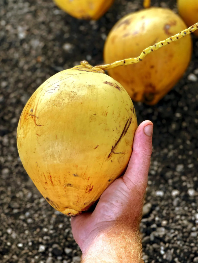 🥥 Set of 2 Dwarf Yellow Malayan Coconut Seeds – Tropical Edible Palm–Unsprouted