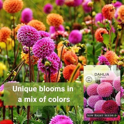 – Pompon Dahlia Seeds for Planting – Annual Non-GMO Heirloom Variety – Ideal 1