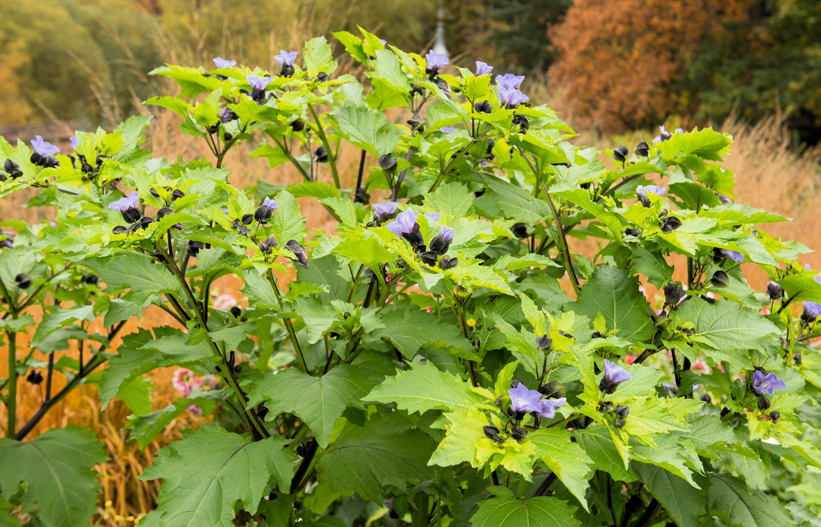 100 APPLE OF PERU Shoofly Plant Nicandra Physalodes Flower Seeds *Comb S/H