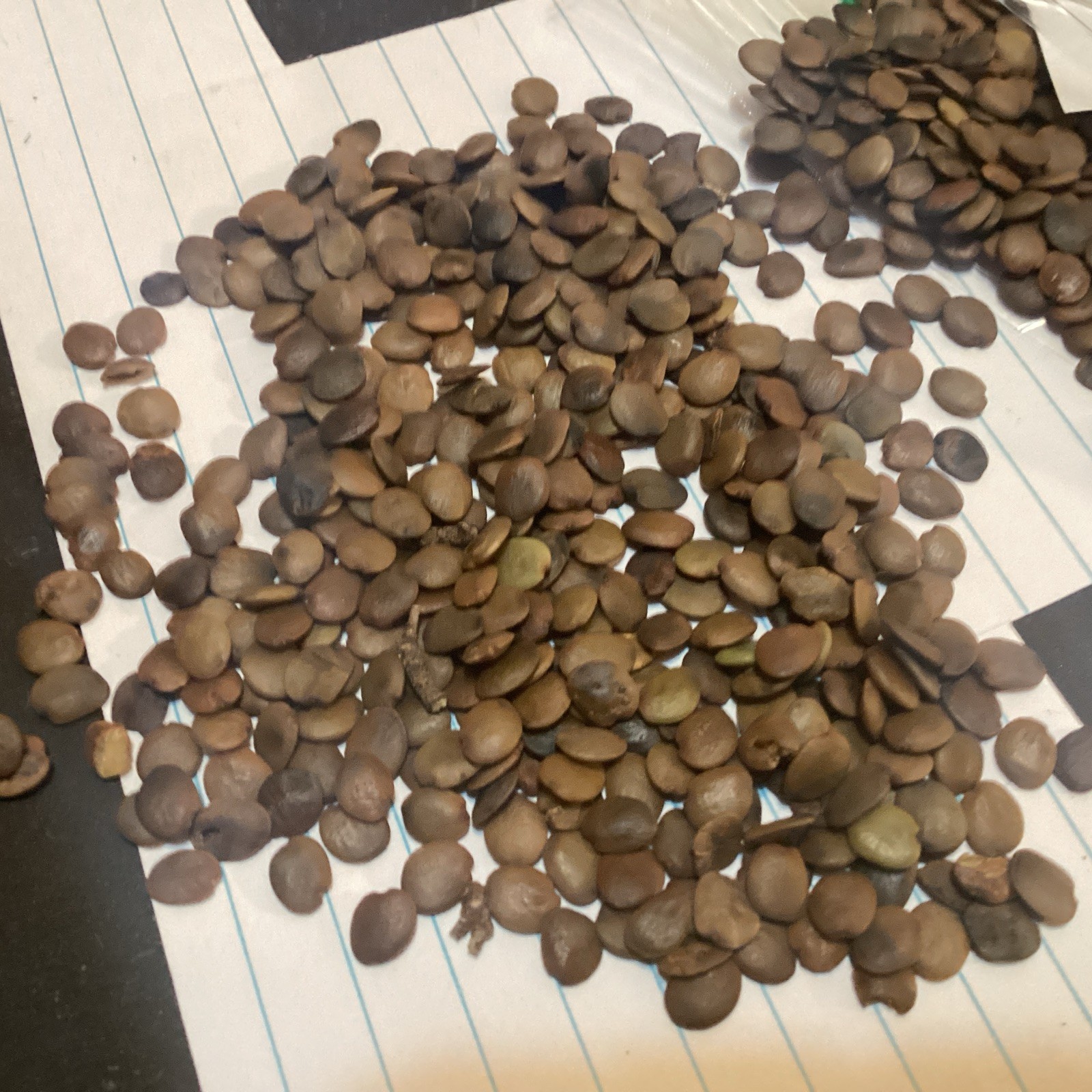 Western Redbud Tree seeds (CERCIS OCCIDENTALIS) California redbud))