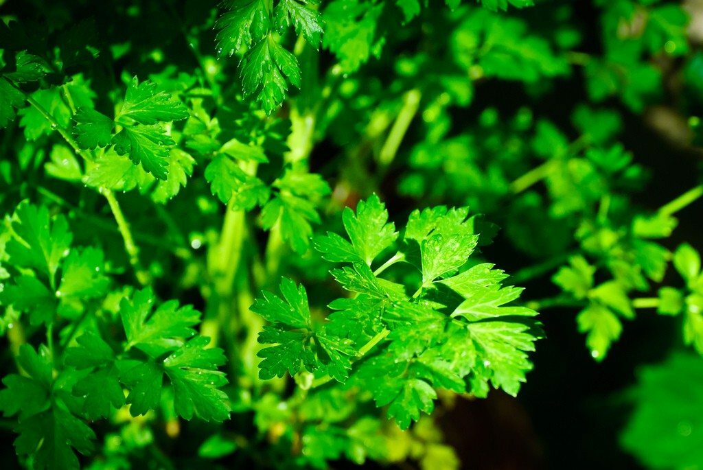$3 = 500 Seeds Italian Parsley Dark Green Flat Leaf | Fresh Garden Seeds Organic