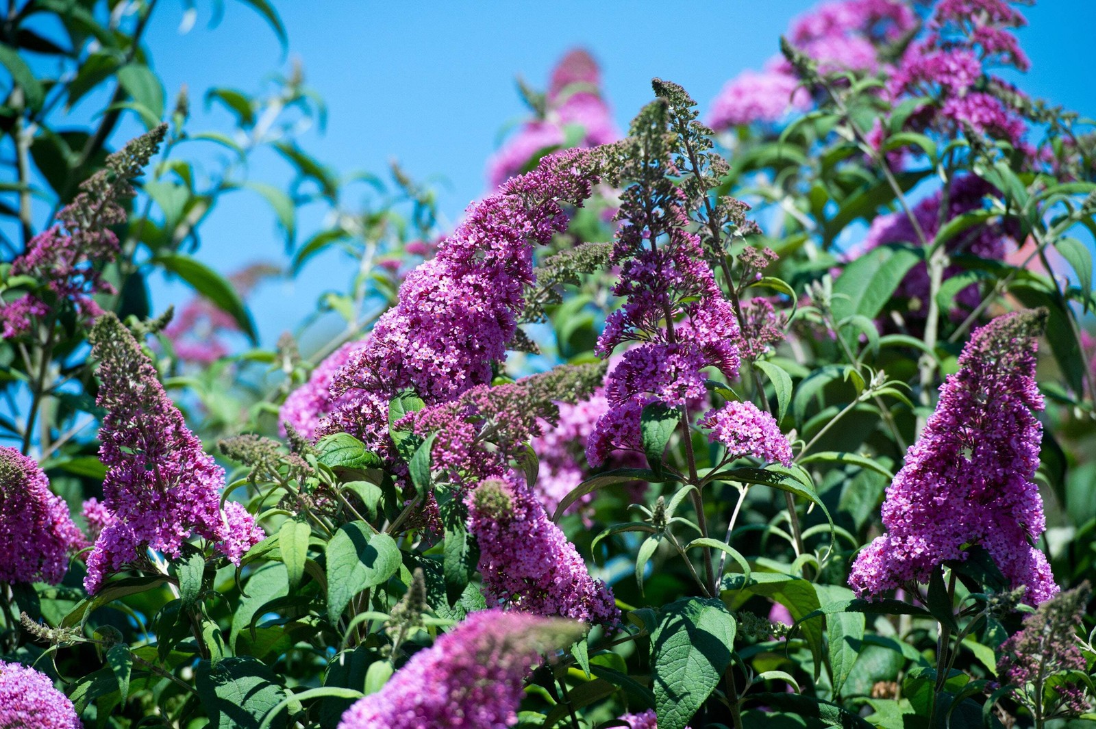 50 VIOLET PURPLE BUTTERFLY BUSH Buddleia Davidii Flower Seeds *Flat S/H
