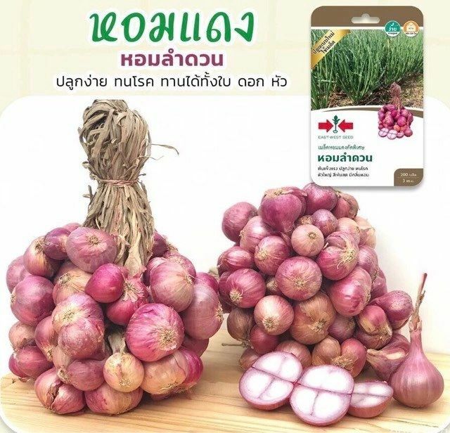 Premium Thai Asian Onion Shallot Seeds
