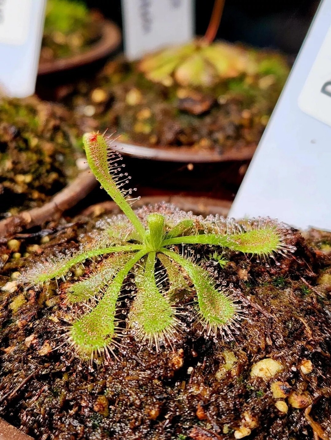 SUNDEW VARIETY PACK (3 LIVE CARNIVOROUS PLANTS) Capensis, Spatula, Intermedia