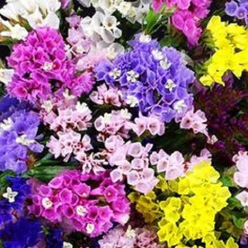 50+ Beauty Mix Saponaria Annual Flower Seeds / Soapwort