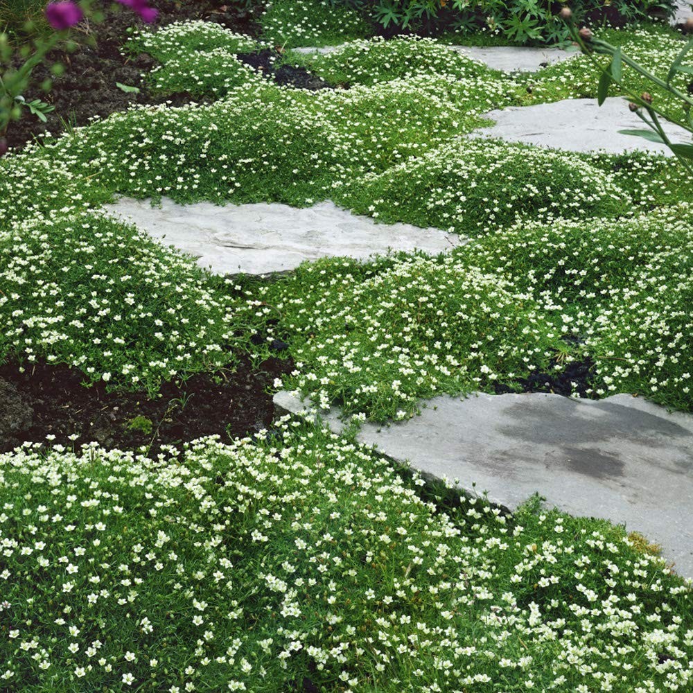 Irish Moss Ground Cover Seeds – 10000 Pcs Perennial Low Growing, Mat-Forming Law