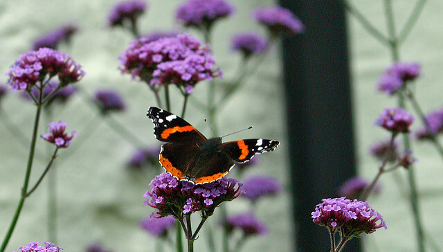 Verbena bonariensis – Purple Top Vervain seed