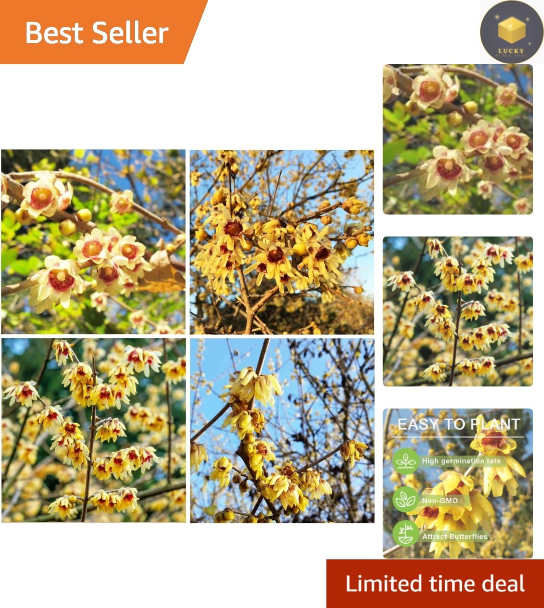 Wintersweet Flower Seeds – 10+ Perennial Seeds for Blossoms from Winter to Fall
