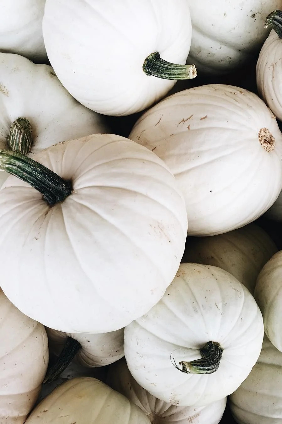 Casper White Pumpkin Seeds | Ghost Queen Lumina Polar Bear Pumpkins Seed 2024