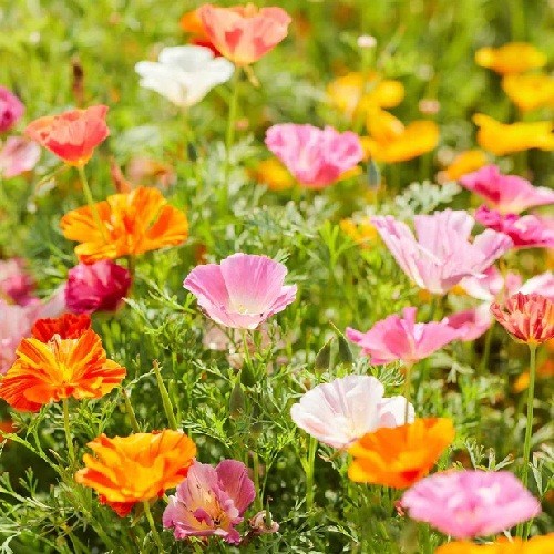 5,000 Mission Bells California Poppy Flower Seeds Eschscholzia 2026 For Planting