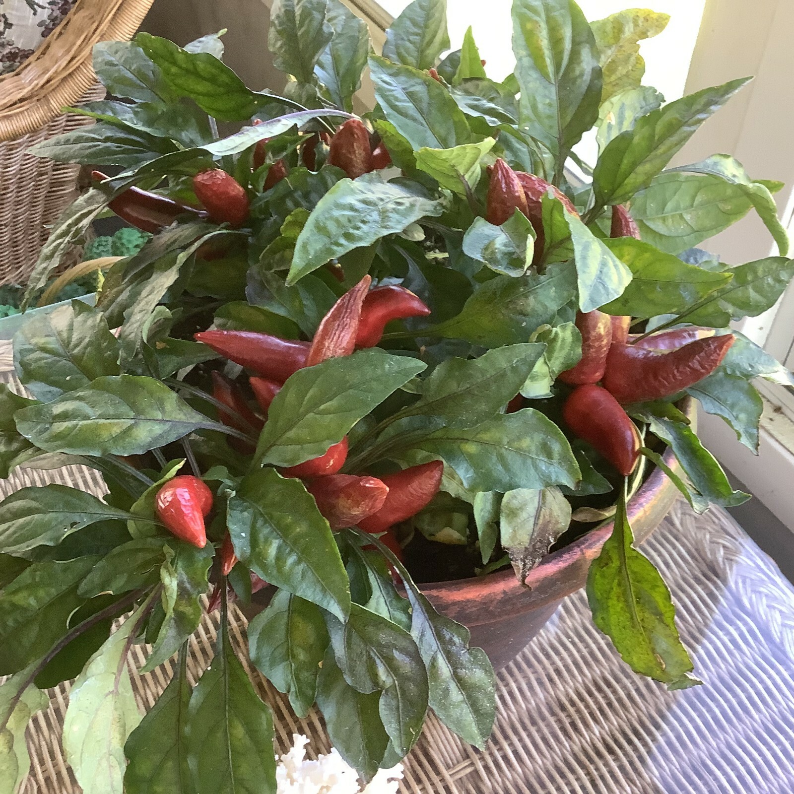 RARE BURGUNDY & ROYAL PURPLE WICKED Ornamental Pepper NEW SEEDS Spicy 20 ct.